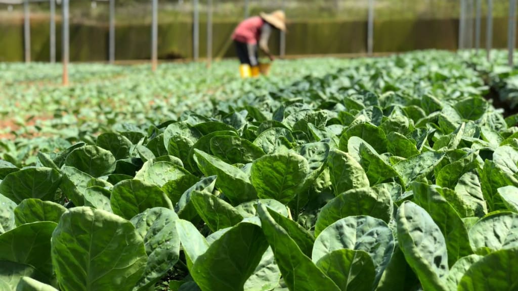 Farms & Food Producers